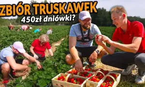 Ile można zarobić na truskawkach w Holandii? Zaskakujące stawki!